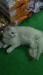 Pure Persian doll face
